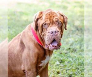 Muscle Mastiff Dogs for adoption in Cumming, GA, USA