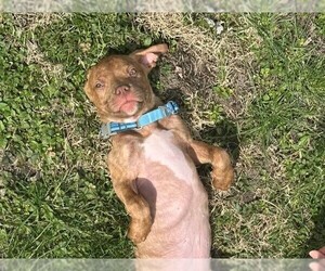 American Staffordshire Terrier-Unknown Mix Dogs for adoption in Marine City, MI, USA