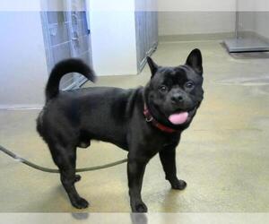 French Bulldog-Shiba Inu Mix Dogs for adoption in Sacramento, CA, USA