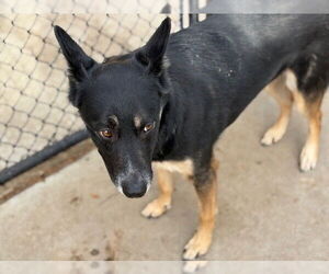 German Shepherd Dog-Unknown Mix Dogs for adoption in Tulsa, OK, USA
