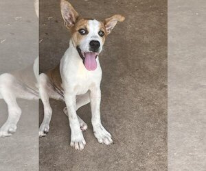 Beagle-German Shepherd Dog Mix Dogs for adoption in New Smyrna Beach, FL, USA