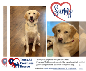 Golden Pyrenees Dogs for adoption in Lillian, TX, USA