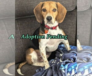 Beagle Dogs for adoption in Dunnellon, FL, USA