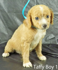 Cavapoo Dogs for adoption in Griffin, GA, USA