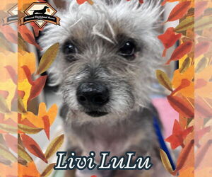 Mutt Dogs for adoption in San Antonio, TX, USA