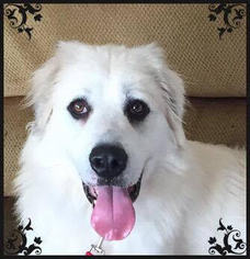 Great Pyrenees Dogs for adoption in Northville, MI, USA
