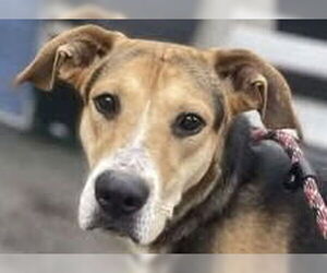 Treeing Walker Coonhound-Unknown Mix Dogs for adoption in Canton, CT, USA