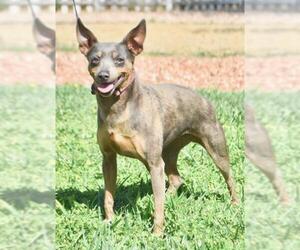 Miniature Pinscher Dogs for adoption in Palo Alto, CA, USA