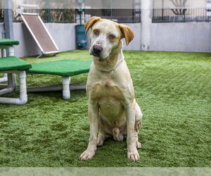 Labrador Retriever Dogs for adoption in Pasadena, CA, USA