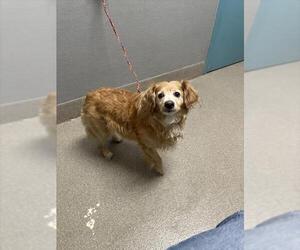 Dachshund-Unknown Mix Dogs for adoption in Las Vegas, NV, USA