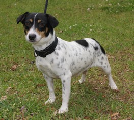 Rat Terrier-Unknown Mix Dogs for adoption in Meridian, MS, USA
