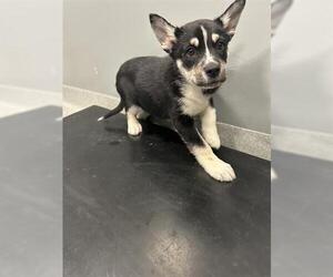 Siberian Husky-Unknown Mix Dogs for adoption in San Martin, CA, USA