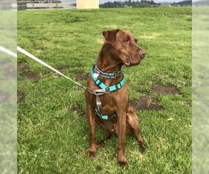Doberman Pinscher-Unknown Mix Dogs for adoption in Santa Cruz, CA, USA