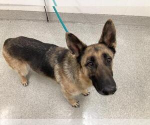 German Shepherd Dog-Unknown Mix Dogs for adoption in Fort Collins, CO, USA