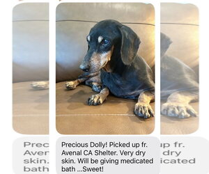 Dachshund Dogs for adoption in Los Angeles, CA, USA