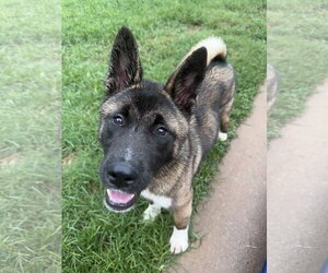 Akita Dogs for adoption in Greenville, SC, USA