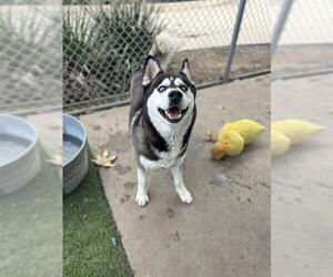 Siberian Husky Dogs for adoption in Chula Vista, CA, USA