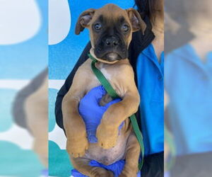 Boxer Dogs for adoption in Salinas, CA, USA