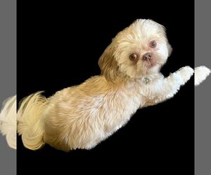 Shih Tzu Dogs for adoption in columbia, SC, USA