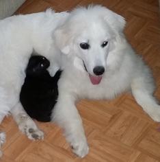 Great Pyrenees Dogs for adoption in Menifee, CA, USA