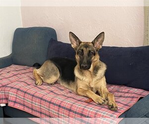 German Shepherd Dog Dogs for adoption in Kansas City, MO, USA