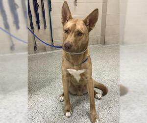 Carolina Dog-German Shepherd Dog Mix Dogs for adoption in Conroe, TX, USA