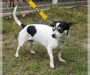 Jack Russell Terrier Dogs for adoption in Albany, GA, USA