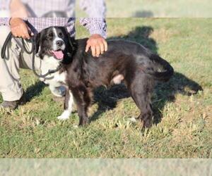 Border Collie-Unknown Mix Dogs for adoption in White River Junction, VT, USA