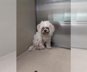 Maltese Dogs for adoption in Sacramento, CA, USA