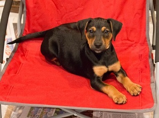 Medium Photo #1 Mutt Puppy For Sale in Monkton, MD, USA