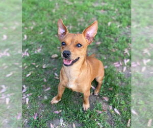 Chihuahua-Unknown Mix Dogs for adoption in St. Louis Park, MN, USA