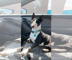 Bull Terrier Dogs for adoption in Minneapolis, MN, USA