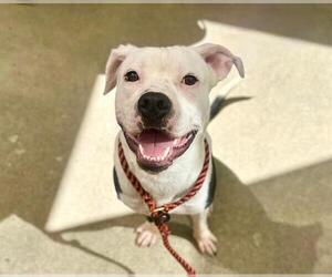 American Pit Bull Terrier-Unknown Mix Dogs for adoption in Santa Rosa, CA, USA