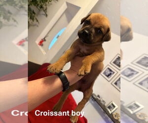 Boxer Dogs for adoption in Austin, TX, USA