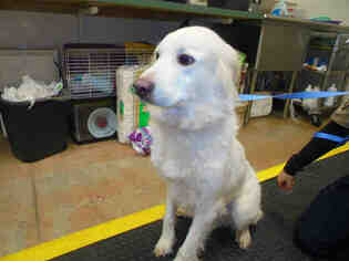 Golden Pyrenees Dogs for adoption in Edmond, OK, USA