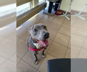 American Pit Bull Terrier-Weimaraner Mix Dogs for adoption in Lee's Summit, MO, USA