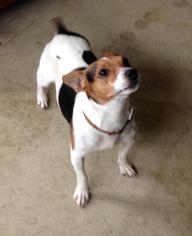 Jack Russell Terrier Dogs for adoption in Woodstock, IL, USA