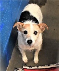 Jack Russell Terrier Dogs for adoption in San Jacinto, CA, USA