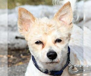 Medium Photo #1 Norfolk Terrier-Unknown Mix Puppy For Sale in Huntley, IL, USA