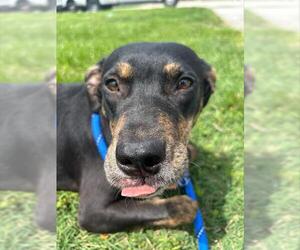 German Shepherd Dog-Unknown Mix Dogs for adoption in Louisville, KY, USA