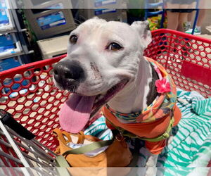 Mutt Dogs for adoption in Shreveport, LA, USA