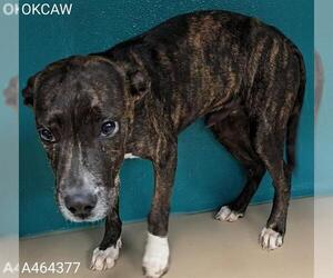 Mutt Dogs for adoption in Oklahoma City, OK, USA