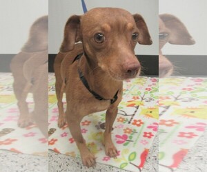 Chiweenie Dogs for adoption in Conroe, TX, USA