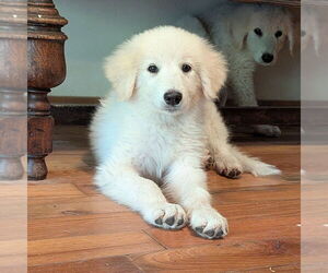Great Pyrenees Dogs for adoption in Vail, AZ, USA