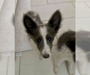 Mutt Dogs for adoption in Newport Beach, CA, USA