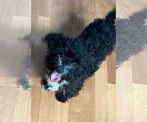 Maltipoo (Miniature) Dogs for adoption in Phoenix, AZ, USA