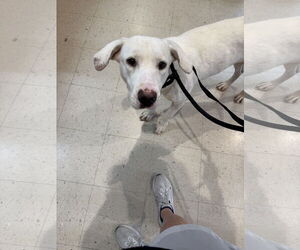 Mutt Dogs for adoption in Ball Ground, GA, USA