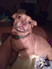 Chiweenie Dogs for adoption in aurora, IL, USA