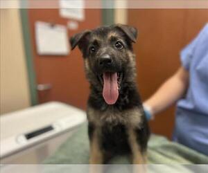 German Shepherd Dog-Unknown Mix Dogs for adoption in Rancho Cucamonga, CA, USA