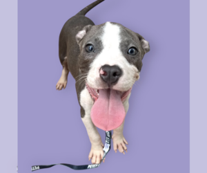 Mutt Dogs for adoption in Rockville, MD, USA